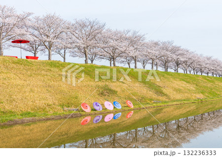 春の兵庫県小野市　おの桜づつみ回廊 132236333