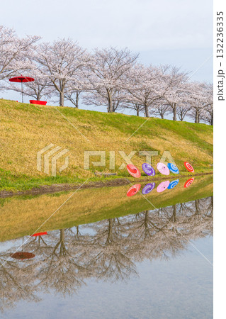 春の兵庫県小野市 おの桜づつみ回廊 春の兵庫県小野市 おの桜づつみ回廊 132236335