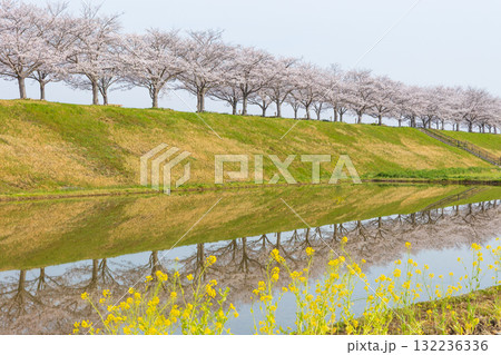 春の兵庫県小野市 おの桜づつみ回廊 春の兵庫県小野市 おの桜づつみ回廊 132236336
