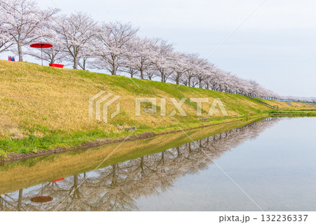 春の兵庫県小野市　おの桜づつみ回廊 132236337