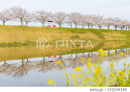 春の兵庫県小野市　おの桜づつみ回廊 132236340