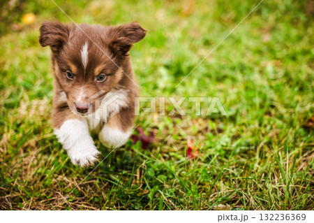 Brown Australian Shepherd puppy with white paws jumps forward on green grass, full of playful energy and curiosity Brown Australian Shepherd puppy with white paws jumps forward on green grass, full of playful energy and curiosity 132236369