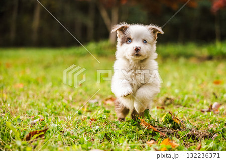 Light Australian Shepherd puppy with blue eyes joyfully jumps on green grass in autumn park, full of playful energy 132236371