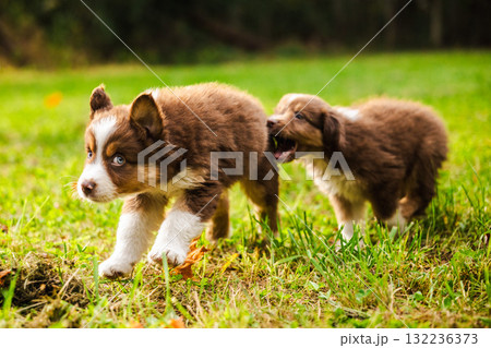 Two brown Australian Shepherd puppies playing together on green grass, one walking ahead while the other playfully bites its tail Two brown Australian Shepherd puppies playing together on green grass, one walking ahead while the other playfully bites its tail 132236373