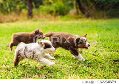 Three Australian Shepherd puppies run energetically across a green meadow on a sunny day, showing playful motion and joy outdoors Three Australian Shepherd puppies run energetically across a green meadow on a sunny day, showing playful motion and joy outdoors 132236374
