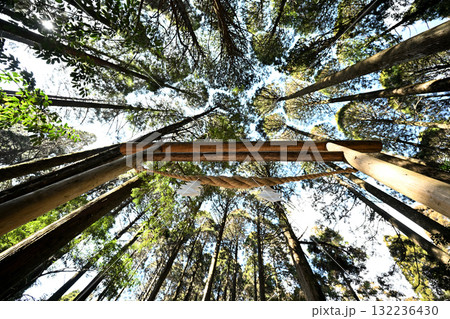 見上げる山神社の鳥居 見上げる山神社の鳥居 132236430