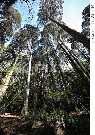 背の高い木が囲む山神社 132236434
