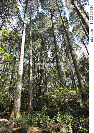 高千穂嶽道の森林風景 132236436