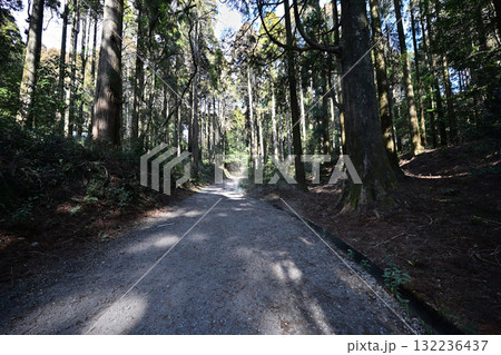 高千穂嶽道の自然風景 高千穂嶽道の自然風景 132236437