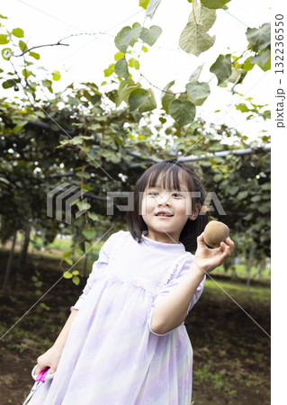 キウイフルーツを収穫するかわいい女の子 132236550