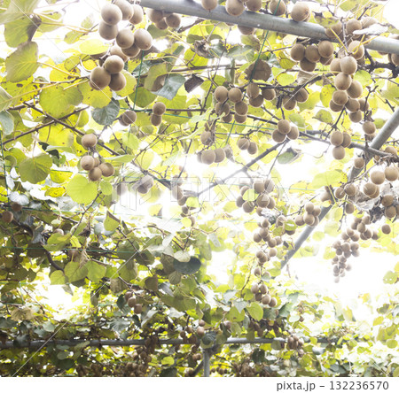 キウイフルーツを収穫するかわいい女の子 132236570