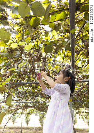キウイフルーツを収穫するかわいい女の子 132236573
