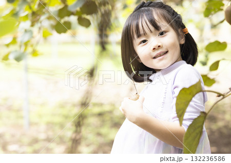 キウイフルーツを収穫するかわいい女の子 キウイフルーツを収穫するかわいい女の子 132236586