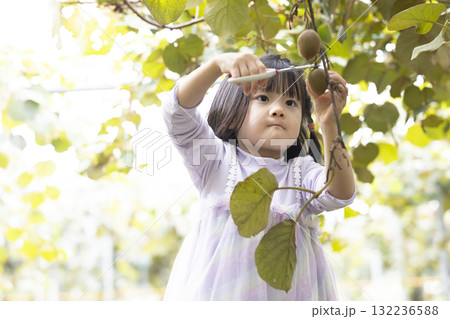 キウイフルーツを収穫するかわいい女の子 キウイフルーツを収穫するかわいい女の子 132236588