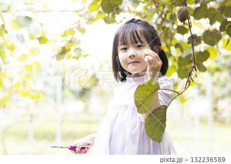 キウイフルーツを収穫するかわいい女の子 132236589