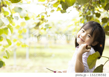 キウイフルーツを収穫するかわいい女の子 キウイフルーツを収穫するかわいい女の子 132236592