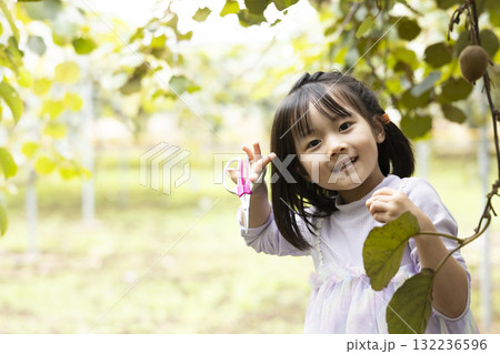 キウイフルーツを収穫するかわいい女の子 132236596