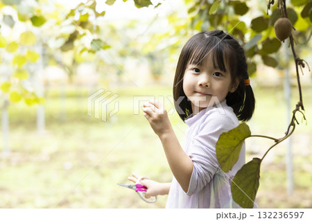 キウイフルーツを収穫するかわいい女の子 キウイフルーツを収穫するかわいい女の子 132236597