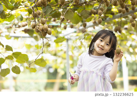 キウイフルーツを収穫するかわいい女の子 キウイフルーツを収穫するかわいい女の子 132236625