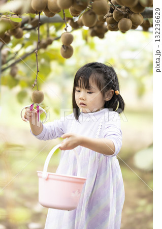 キウイフルーツを収穫するかわいい女の子 132236629