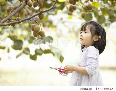 キウイフルーツを収穫するかわいい女の子 キウイフルーツを収穫するかわいい女の子 132236632