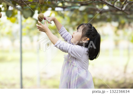 キウイフルーツを収穫するかわいい女の子 132236634