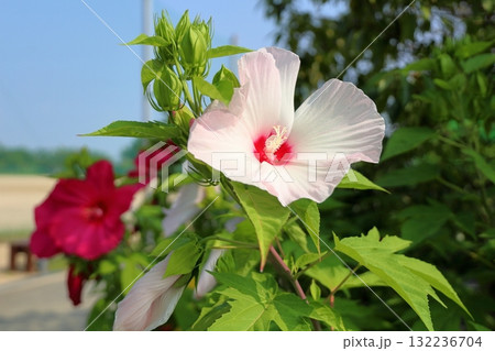 大輪　タイタンビカスの花 132236704