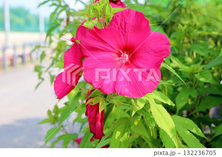 大輪 タイタンビカスの花 大輪 タイタンビカスの花 132236705