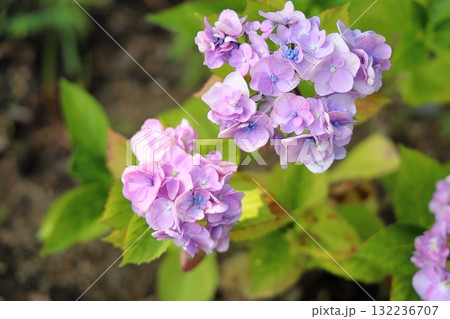 爽やか　アジサイの花 132236707