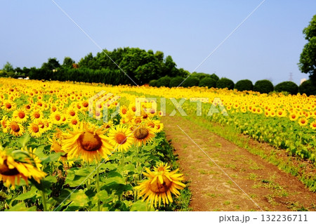 満開 ヒマワリの花 満開 ヒマワリの花 132236711