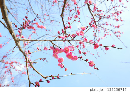見上げる綺麗な梅の花 132236715