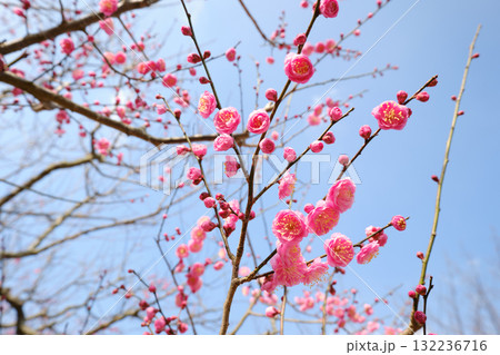 開花した梅の花 開花した梅の花 132236716