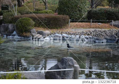 水の中のカラス 水の中のカラス 132236718