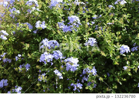 秋に元気に咲くルリマツリの花 132236780