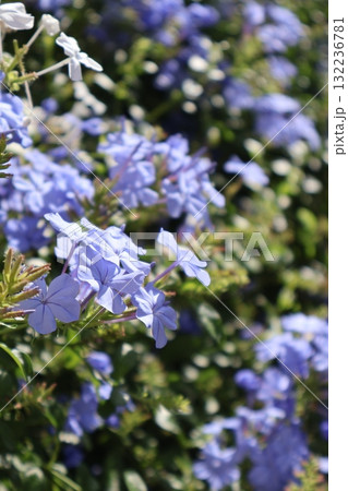 秋に元気に咲くルリマツリの花 132236781