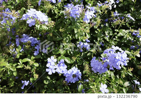 秋に元気に咲くルリマツリの花 132236790