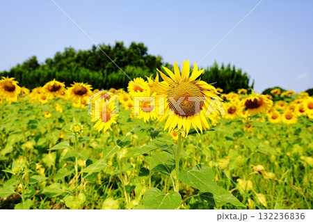 満開 ヒマワリの花 アップ 満開 ヒマワリの花 アップ 132236836