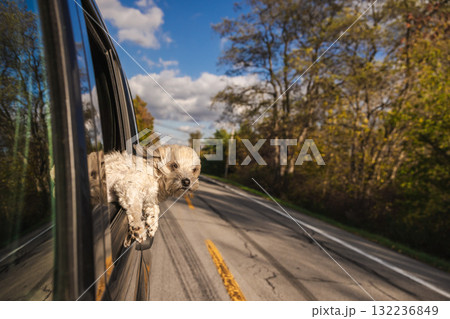 Small dog enjoys the wind while leaning out of a moving car window on a scenic road surrounded by trees Small dog enjoys the wind while leaning out of a moving car window on a scenic road surrounded by trees 132236849