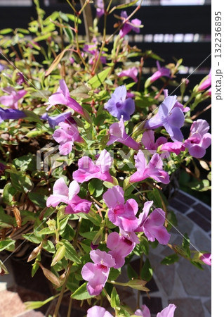 秋に元気に咲くさし芽で増やしたトレニア 秋に元気に咲くさし芽で増やしたトレニア 132236895