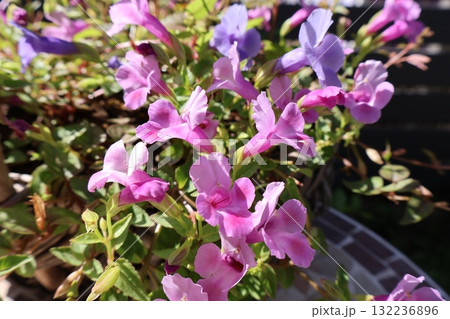 秋に元気に咲くさし芽で増やしたトレニア 秋に元気に咲くさし芽で増やしたトレニア 132236896