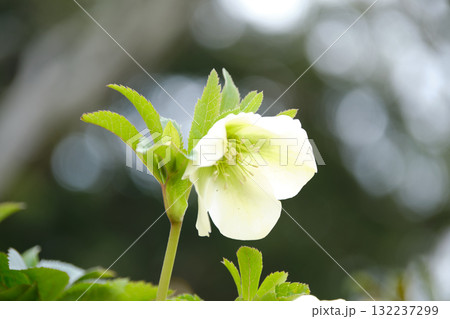 ヘレボルスの花びら 132237299