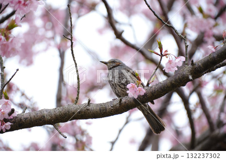 河津桜とひよどりの風景 132237302