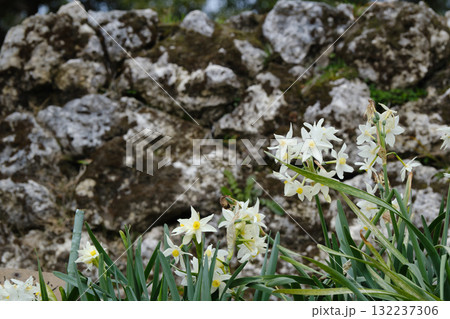 かわいいナルキッソスの花 かわいいナルキッソスの花 132237306