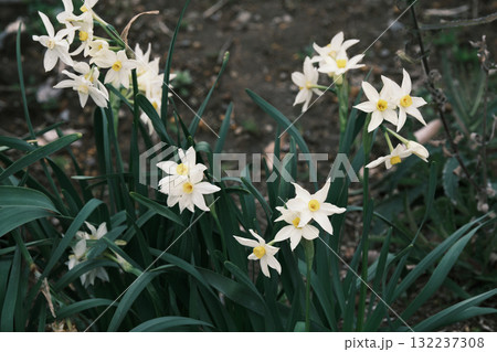 開花するナルキッソス 132237308