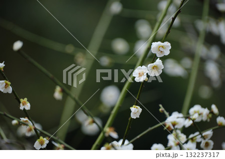 かわいい緑萼の梅の花 132237317