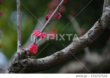 濃い赤色の梅の花 濃い赤色の梅の花 132237328