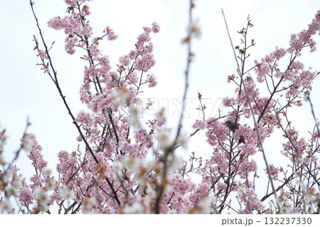 ヒヨドリと満開の桜 132237330
