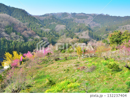 花桃の里 早春の里山 東秩父村 花桃の里 早春の里山 東秩父村 132237404