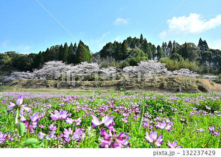 桜並木と蓮華が咲く見頃の風景 132237429