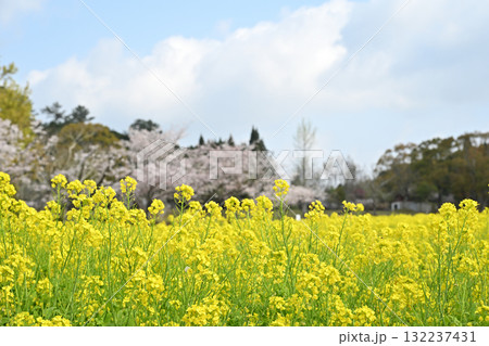 桜と菜の花の自然 132237431